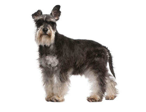 Full sales blooded schnauzer